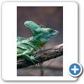 Amazonia - Helm-Basilisk