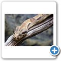 Amazonia - Boa Constrictor