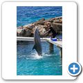 Sea Aquarium Park - Delfin-Show