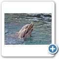 Sea Aquarium Park - Delfin-Show