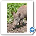 Schloss Tambach - Wildpark - Wildschwein