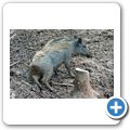Schloss Tambach - Wildpark - Wildschwein
