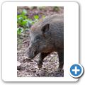 Schloss Tambach - Wildpark - Wildschwein