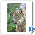 Schloss Tambach - Wildpark - Wolf