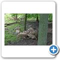 Schloss Tambach - Wildpark - Wolf