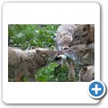 Schloss Tambach - Wildpark - Wolf