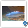 Scottish Sealife Sanctuary - Kabeljau