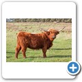 Highlandrind