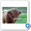 Highlandrind
