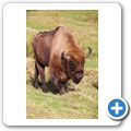Highland Wildlife Park - Wisent