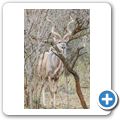 Kudu