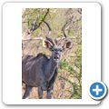 Kudu