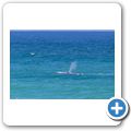Southern Right Whale