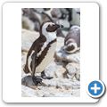 Betty's Bay - Pinguin-Kolonie am Stony Point