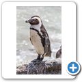 Betty's Bay - Pinguin-Kolonie am Stony Point