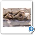 Hartebeespoort Dam - Monkey Sanctuary - Brauner Kapuzineraffe