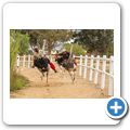 Oudtshoorn - Highgate Ostrich Show Farm