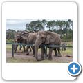 Knysna Elephant Park