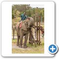 Knysna Elephant Park