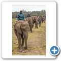 Knysna Elephant Park