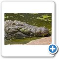 Cango Wilflife Ranch - Krokodil