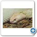 Cango Wildlife Ranch - Monokelkobra (Albino)