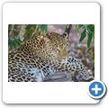 Cango Wildlife Ranch - Leopard