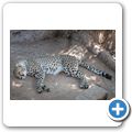 Cango Wildlife Ranch - Gepard