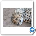 Cango Wildlife Ranch - Gepard