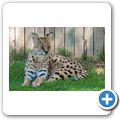 Cango Wildlife Ranch - Serval