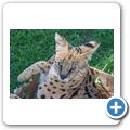 Cango Wildlife Ranch - Serval