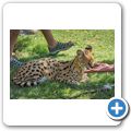 Cango Wildlife Ranch - Serval