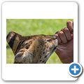 Cango Wildlife Ranch - Serval