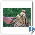 Cango Wildlife Ranch - Serval