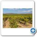 Weinlese im Breede River Valley