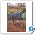 Kudu