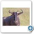 Gnu