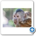 Bushbabies & Monkey Sanctuary - Brauner Kapuzineraffe