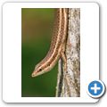 Seychellen-Skink