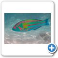 Regenbogen Wrasse
