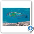 Regenbogen Wrasse