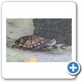 Klappbrustschildkr&ouml;te