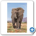 Elefant