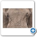 Elefant