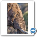 Elefant