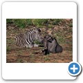Zebra + Gnu