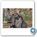 Zebra + Gnu