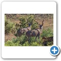 Kudu