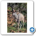 Kudu