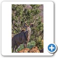 Kudu
